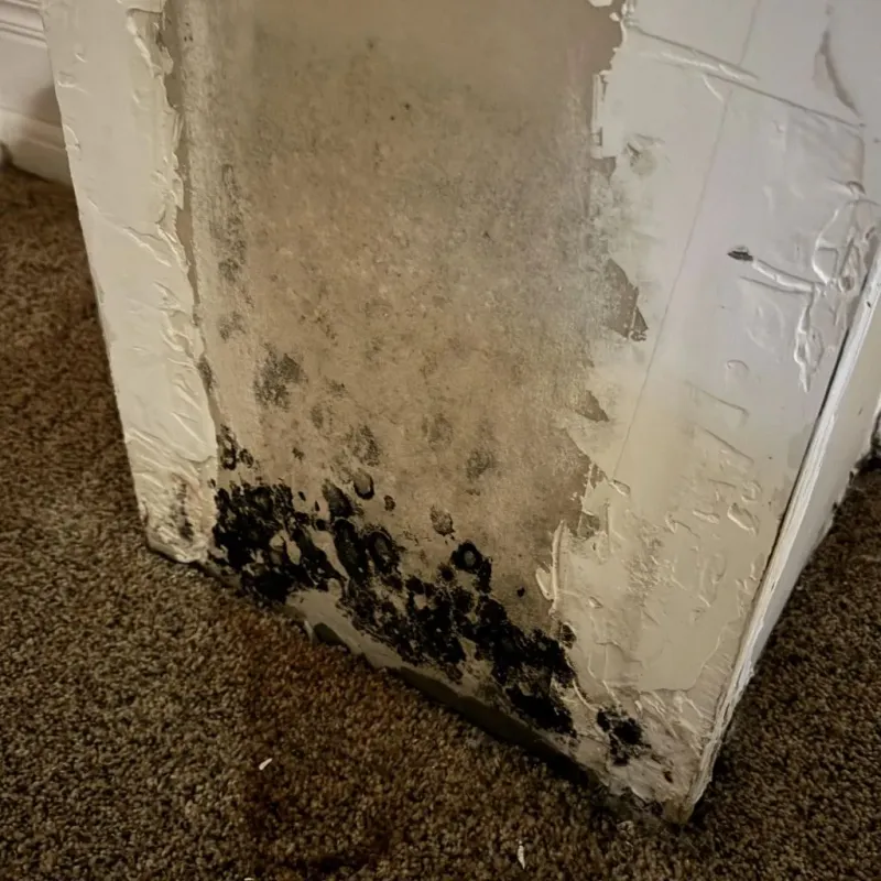Professional Mold Removal in Dade County, GA